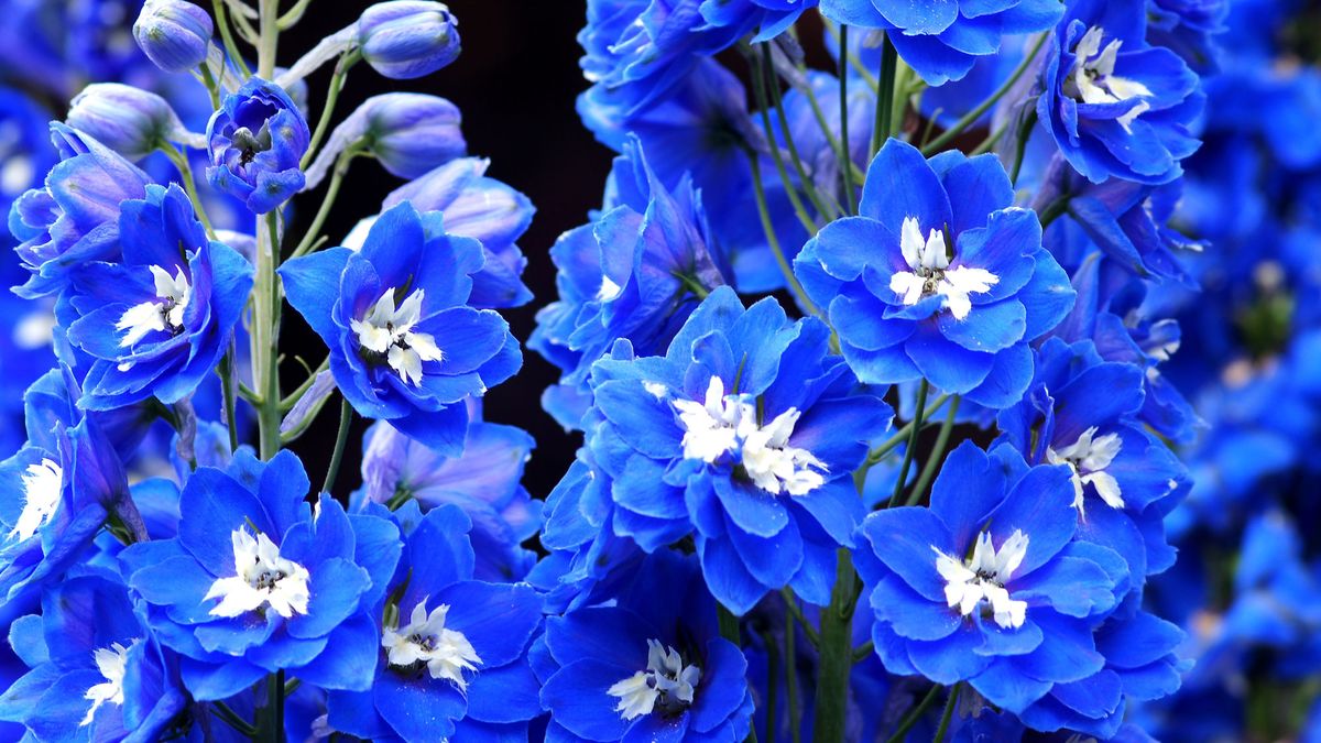 Make These 7 So-Called One-And-Done Flowers Bloom Again – This Simple Snip Creates a Gorgeous Second Flush
