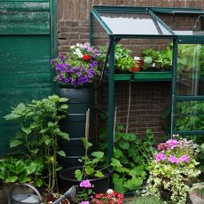 A small vegetable garden with greenhouse in the city