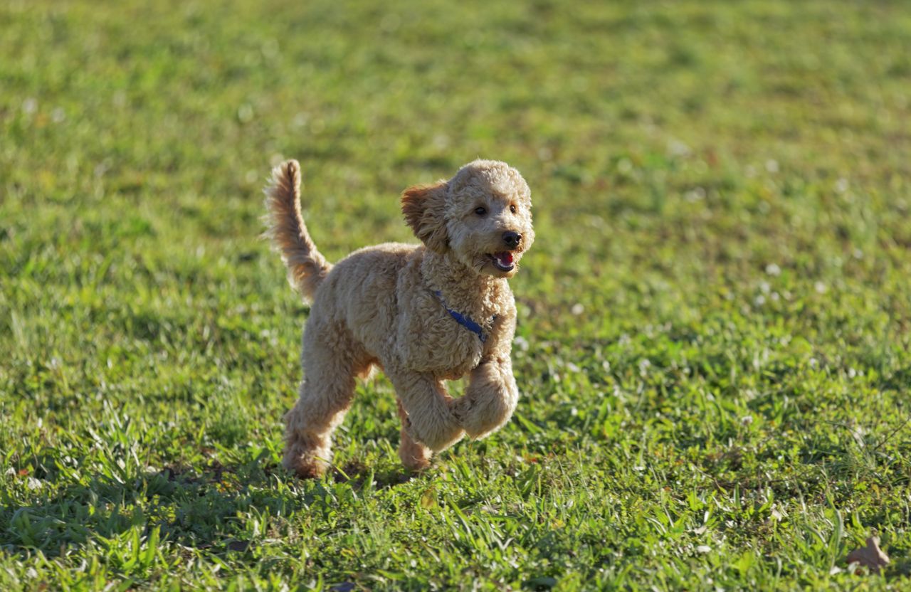 Poodle 7 months running happy in the park.