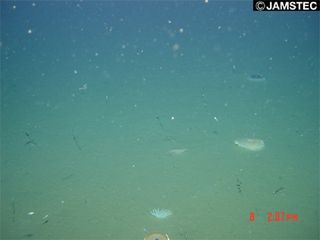 On a previous seafloor survey in 2006, the seafloor was covered by sediment, with many sea anemone thriving. No fissures were observed.