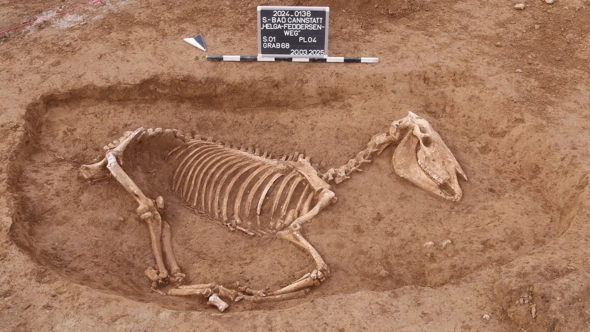 1,800-year-old warhorse cemetery held remains of a beloved horse — and a man considered an 'outsider' to Roman society