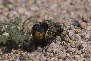 Insects of the North American Deserts