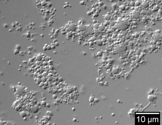 Grey micrograph of minimal cells; daughter cells are many different sizes and shapes