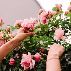 Woman cuts rose from bush