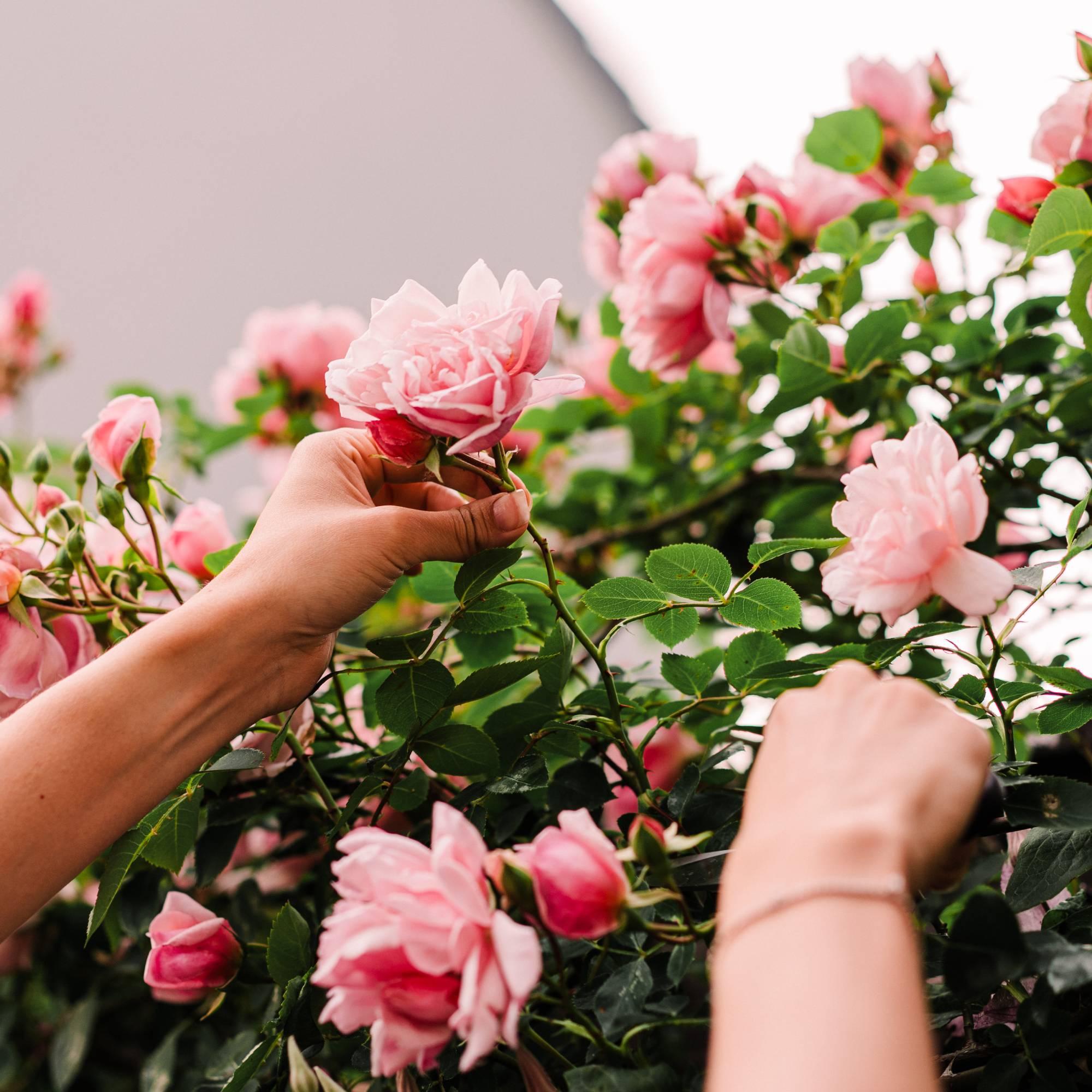 Woman cuts rose from bush