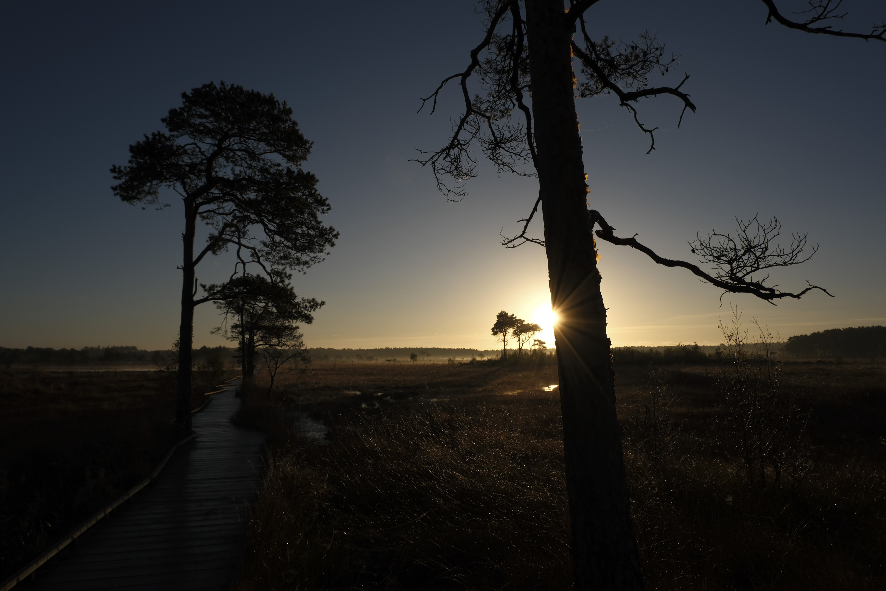 Tree silhouettes at first light, taken with the Fujifilm X-M5