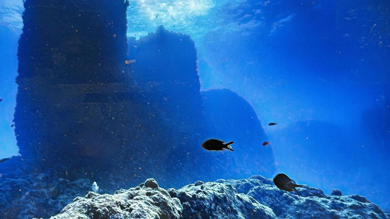 an underwater scene with fish swimming
