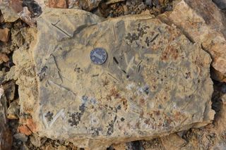A siltstone slab with Nanjinganthus fossils.