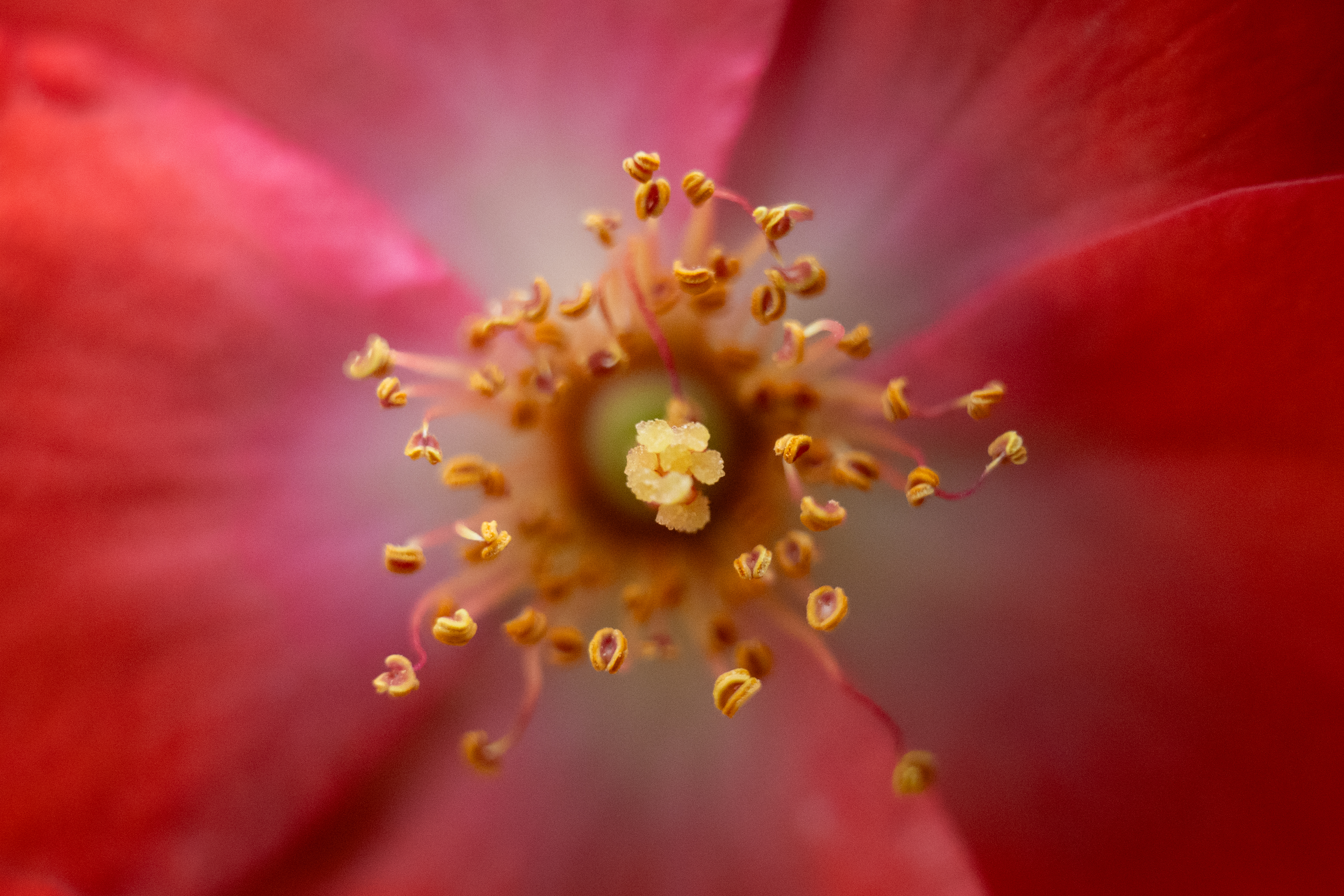 the inside of a red flower