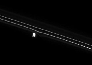 The brilliant moon Prometheus pulls at the nearby inner strand of Saturn's F ring in this Aug. 27, 2008 view. Gravitational tugs from Prometheus are constantly reshaping this narrow ring. Prometheus is about 53 miles (86 km) across at its widest point.