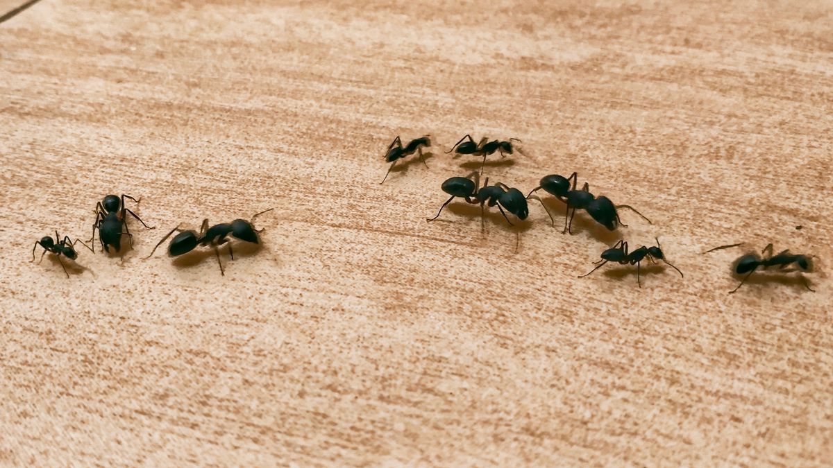 Carpenter ants on wooden surface