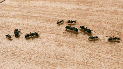 Carpenter ants on wooden surface