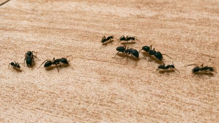 Carpenter ants on wooden surface