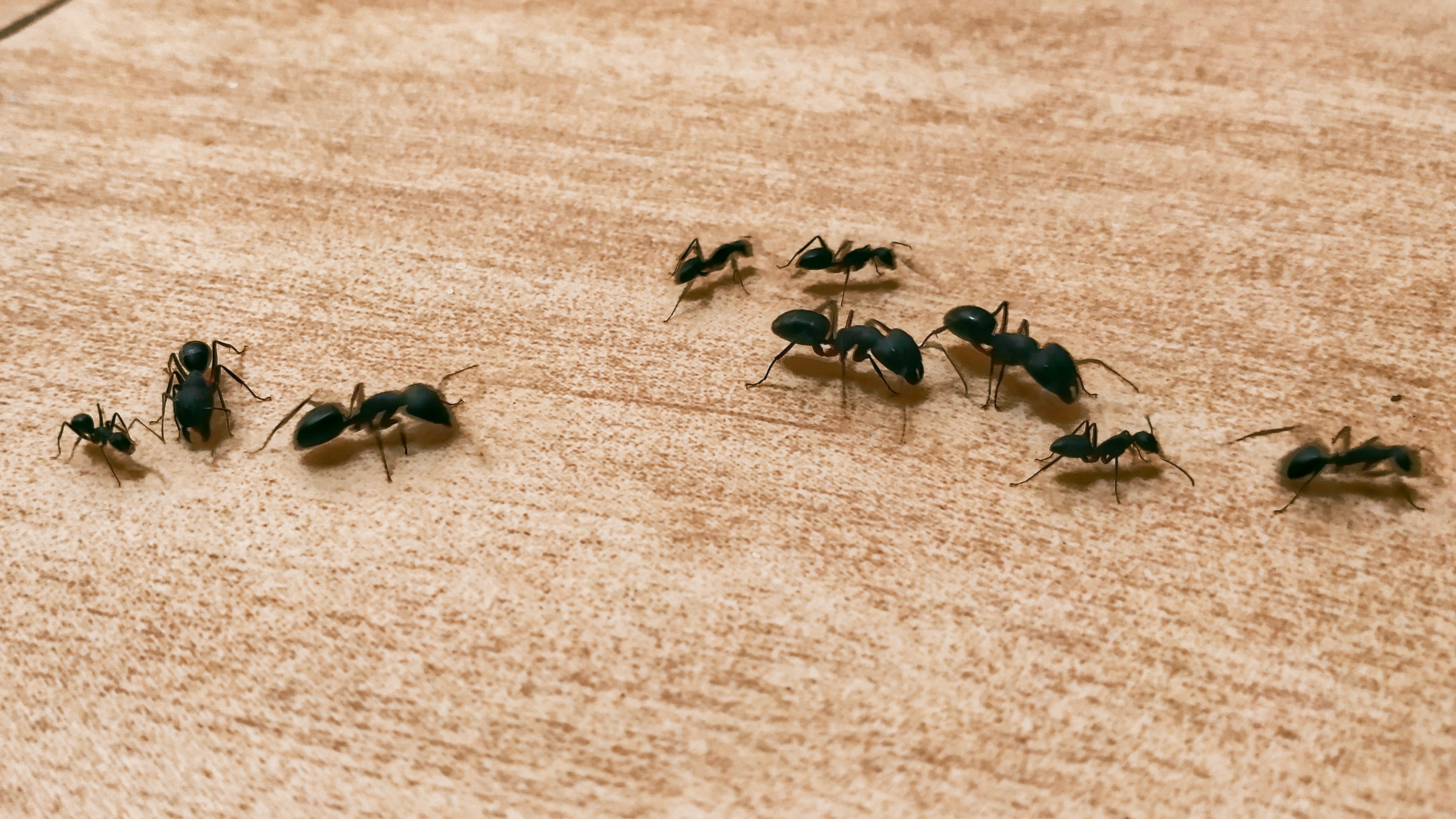Carpenter ants on wooden surface