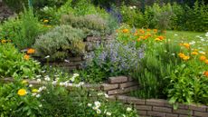 Flower garden with a selection of drought-tolerant plants