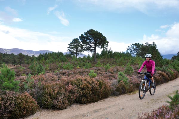 Rothiemurchus paths 5