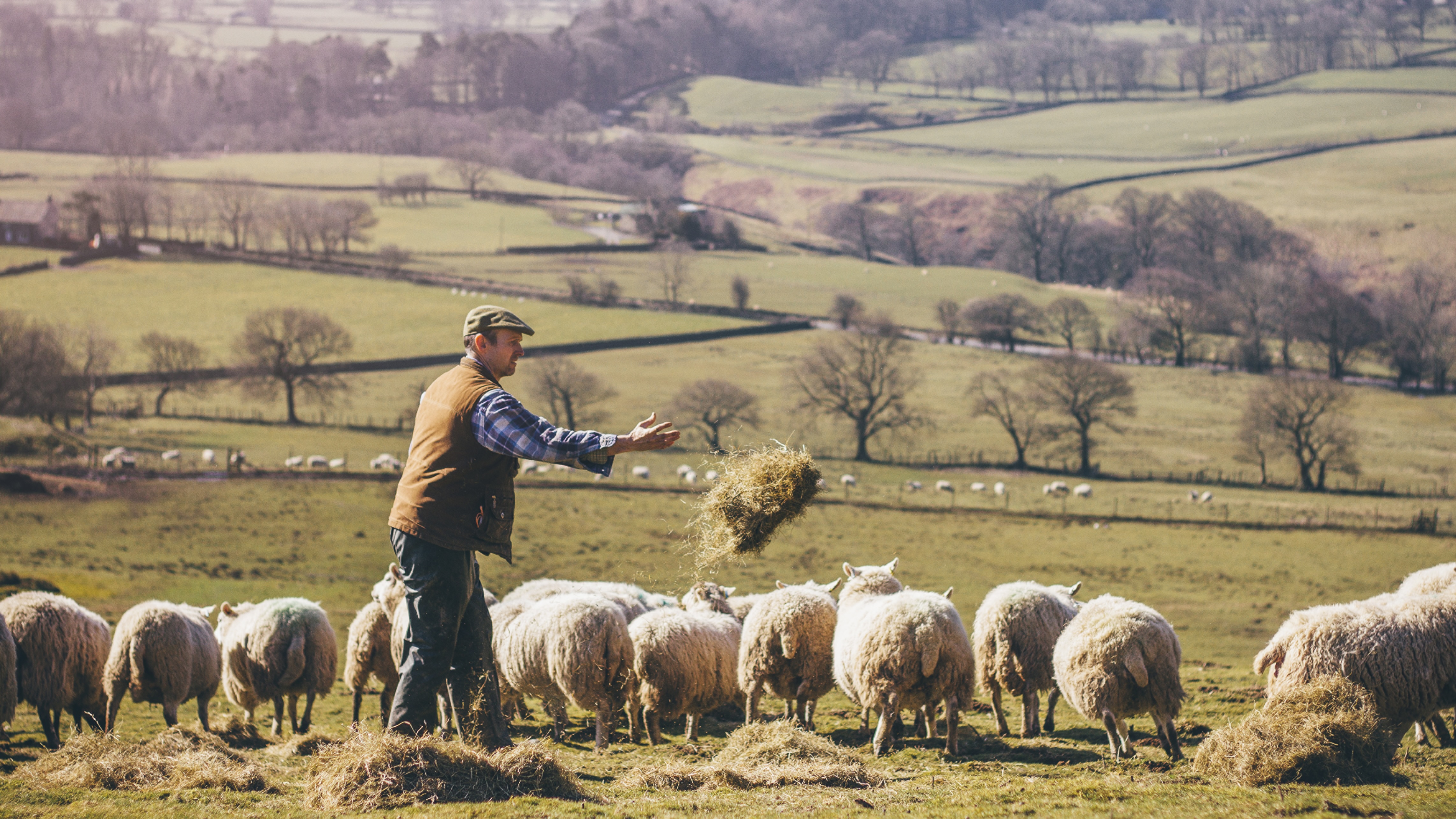 A farmer in a blue check shirt and gilet feeding his sheep hay