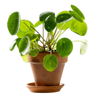 A mini Chinese money plant in a terracotta planter and saucer