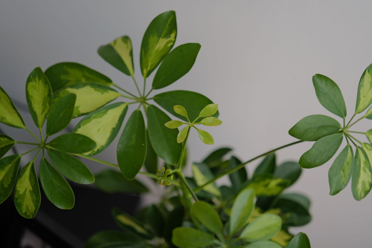 A photo of a plant taken on a Leica Q3 43 camera