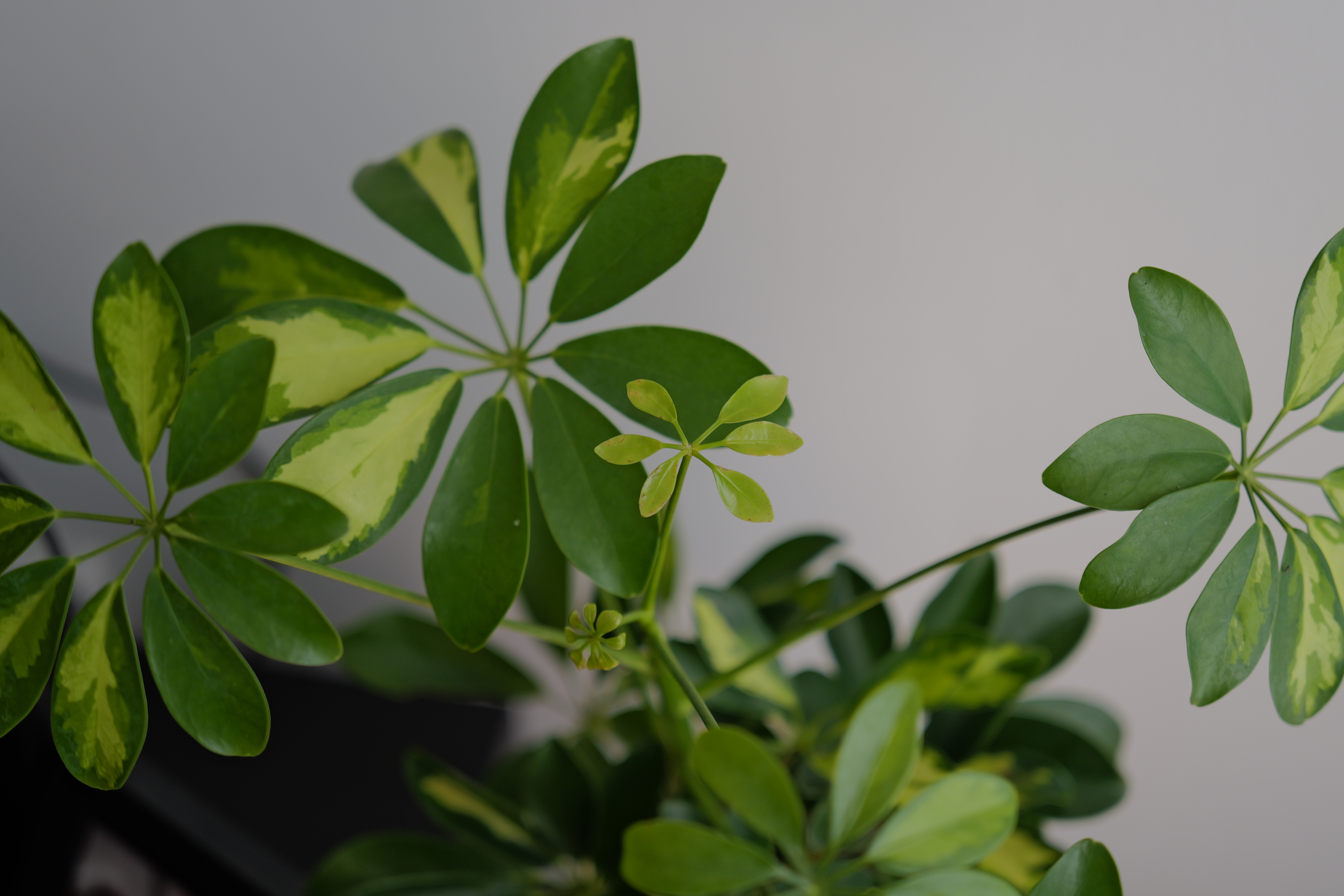 A photo of a plant taken on a Leica Q3 43 camera