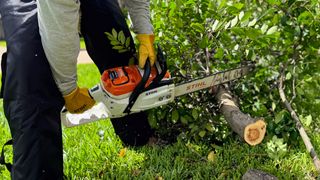 Man cutting through felled tree with the STIHL MSA 300 C chainsaw