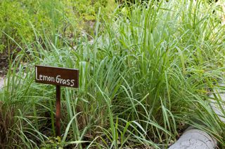 lemongrass GettyImages-520797269