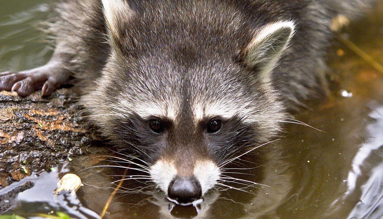 Man questioned after bringing dead raccoon into a San Francisco McDonald’s