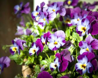 winter violas in pot