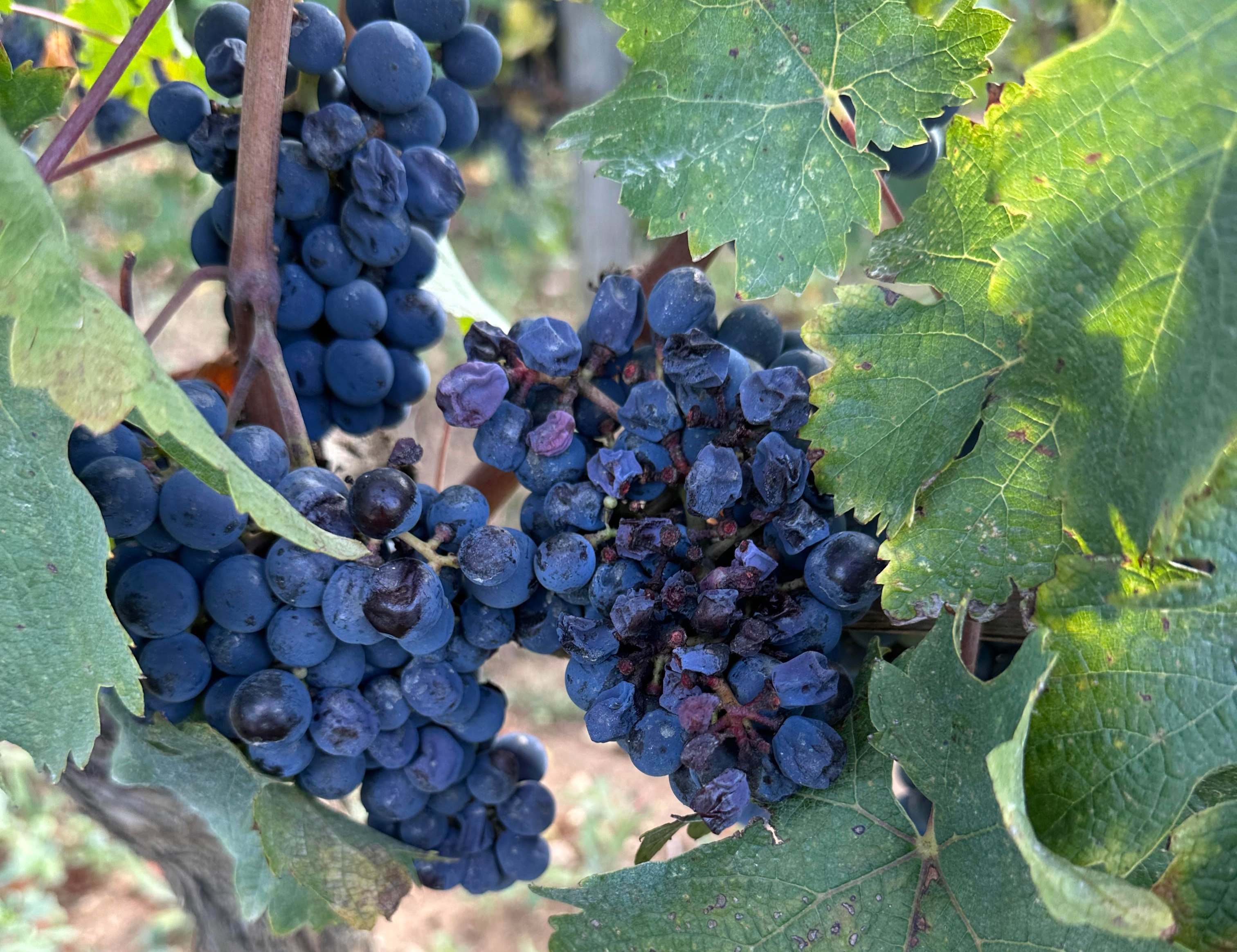 Mixed ripeness during the Bordeaux 2023 harvest