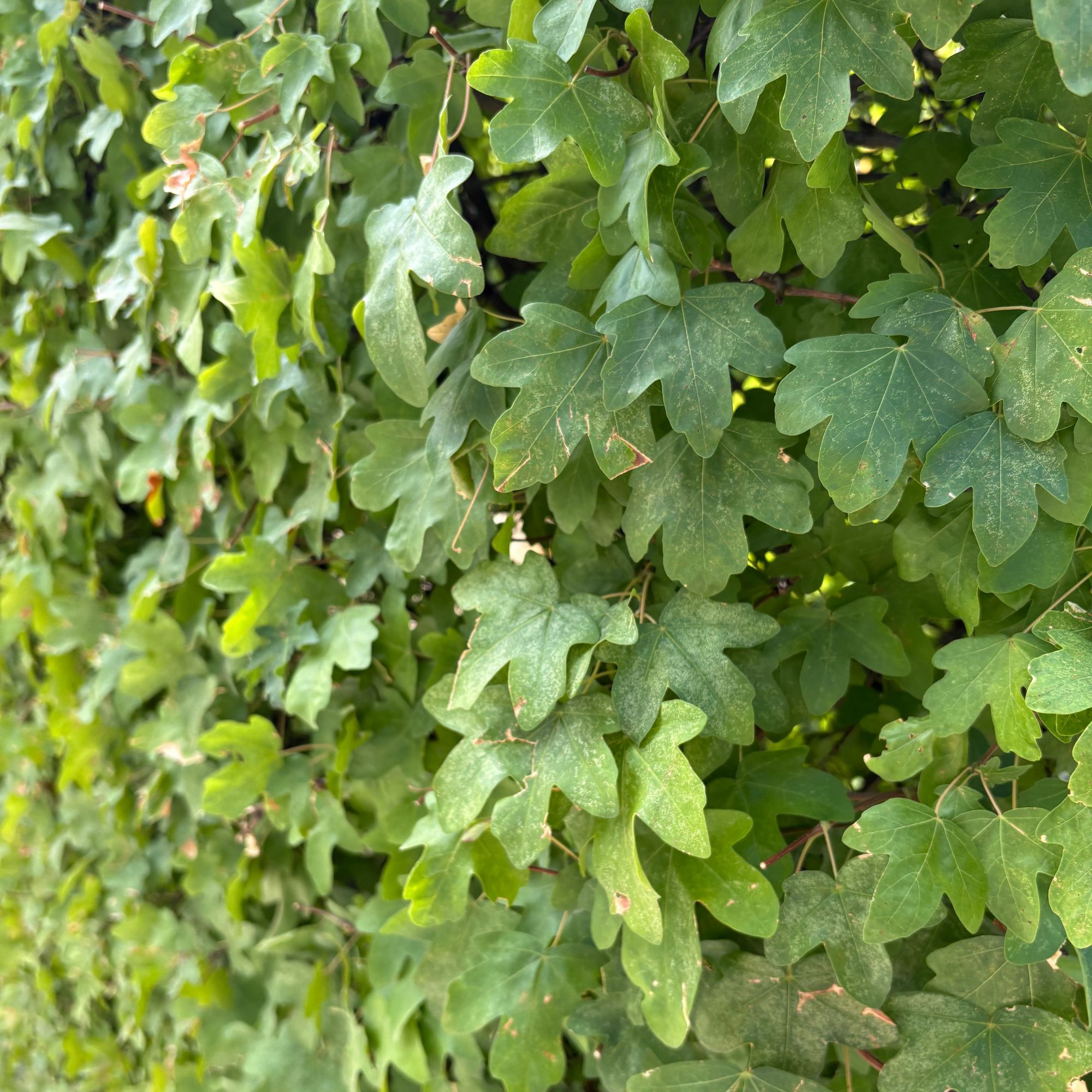 Field maple (Acer campestre) hedging in Bratislava Castle's Baroque Gardens