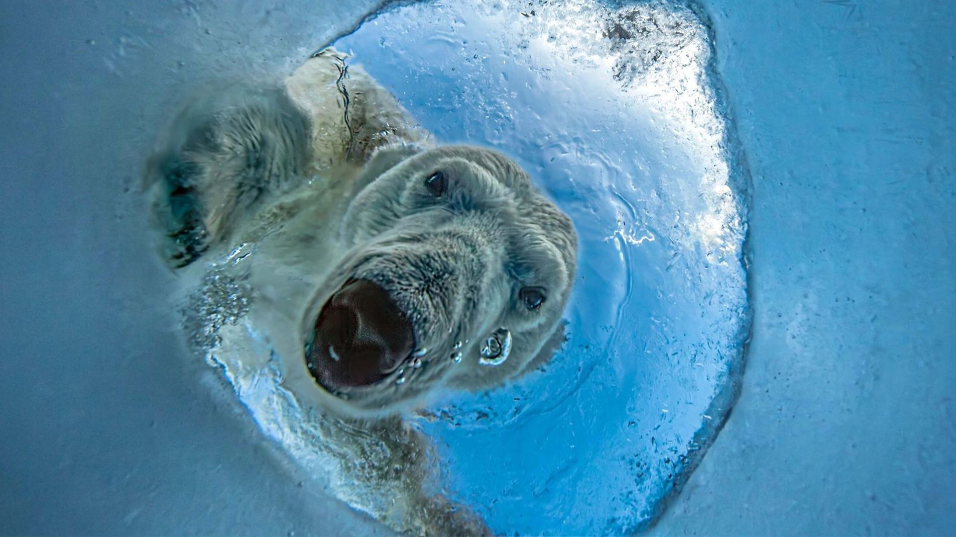 Polar bear pokes head through hole in ice.