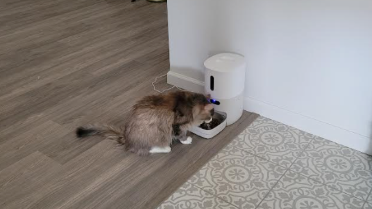 Rashi's cat eating from the Pawsync Smart Pet Feeder