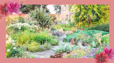 A well established garden in summer with flowers plants and trees