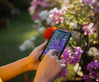 person taking photo of flowering shrub with smartphone
