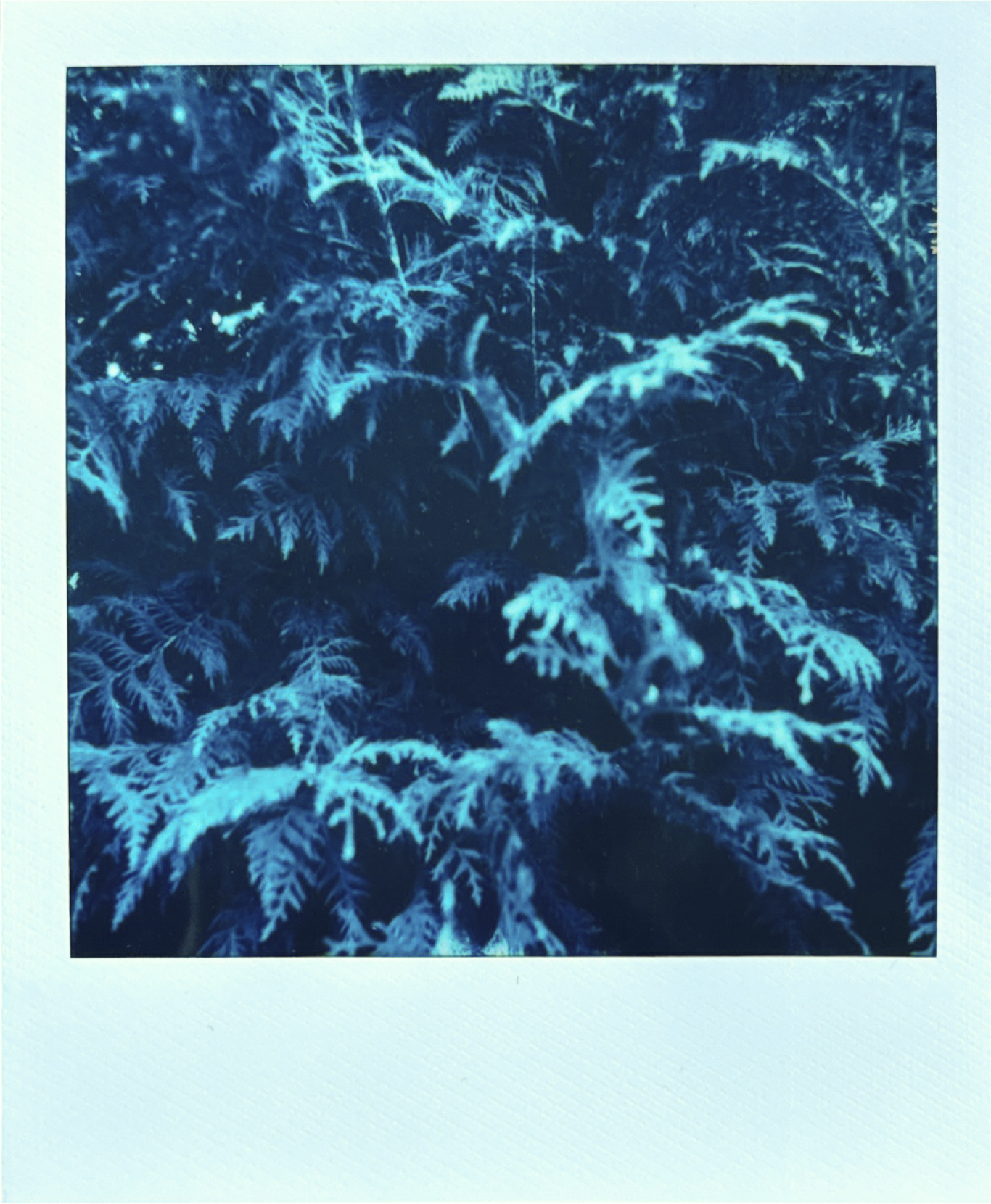 A scanned in print of Polaroid Reclaimed Blue 600 Film