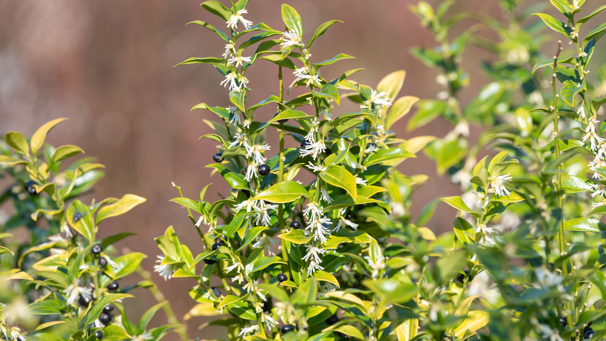sweet box Christmas box sarcococca shrub in garden