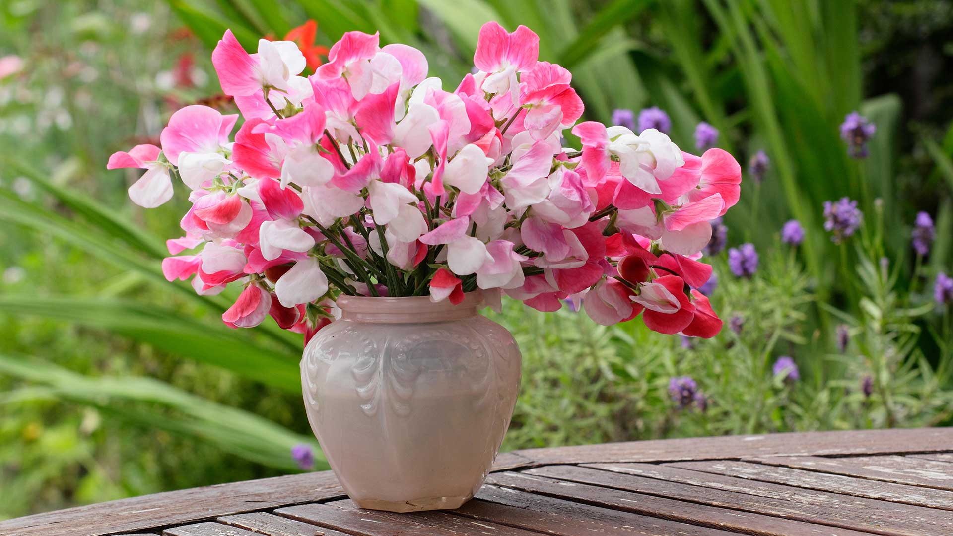 pink sweet peas