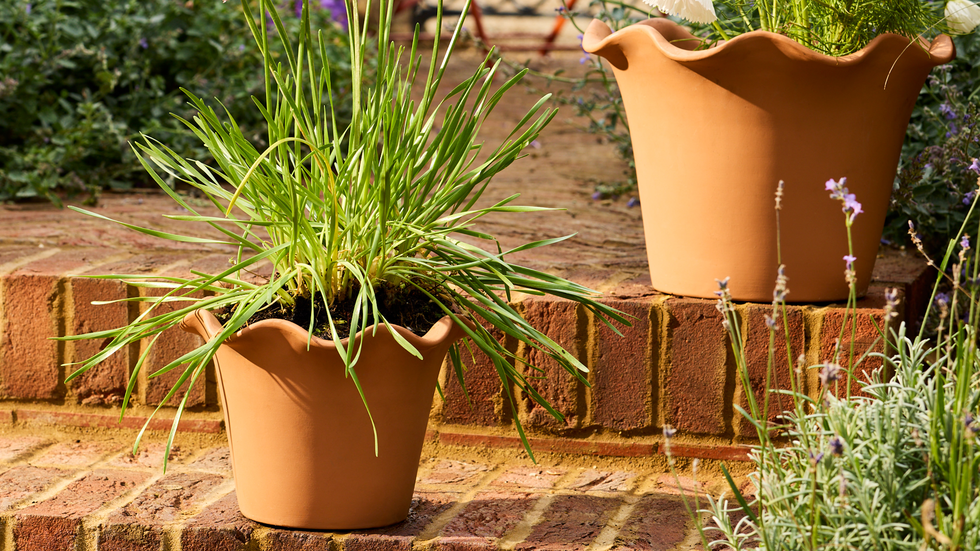 habitat terracotta scalloped pots planted with alliums and cosmos on brick steps