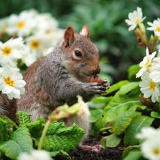 Squirrel eating in garden
