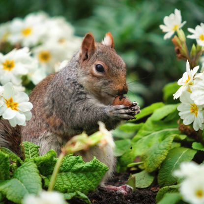 Squirrel eating in garden