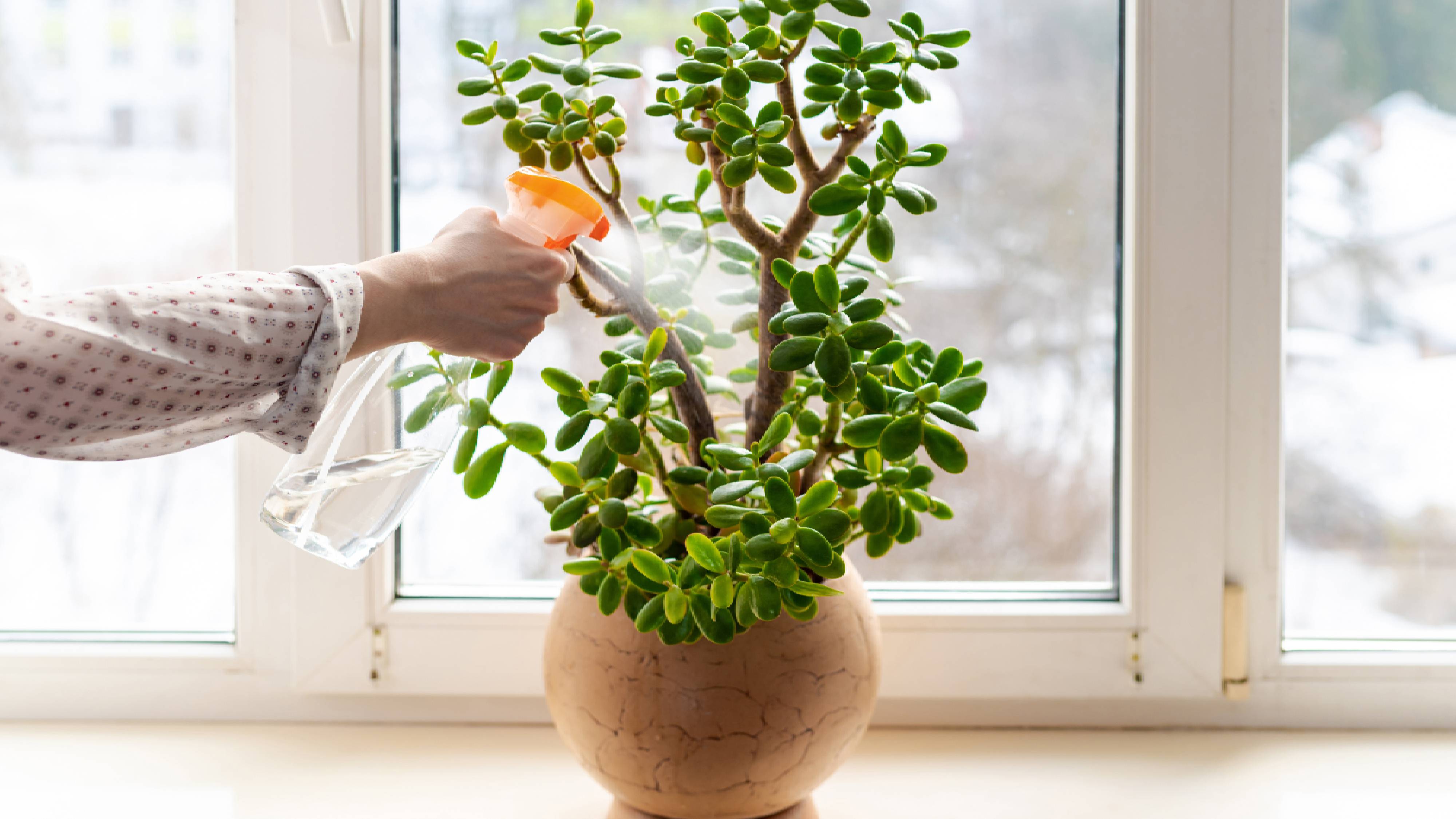 Misting jade plant
