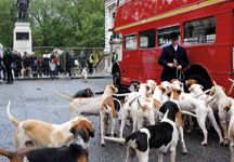 Hounds_on_bus.jpg