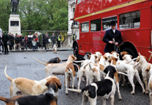 Hounds_on_bus.jpg