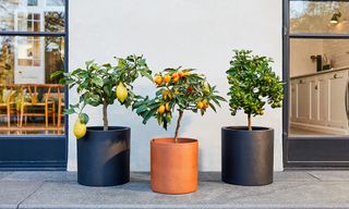Citrus plants do not need to be large to make an impact.