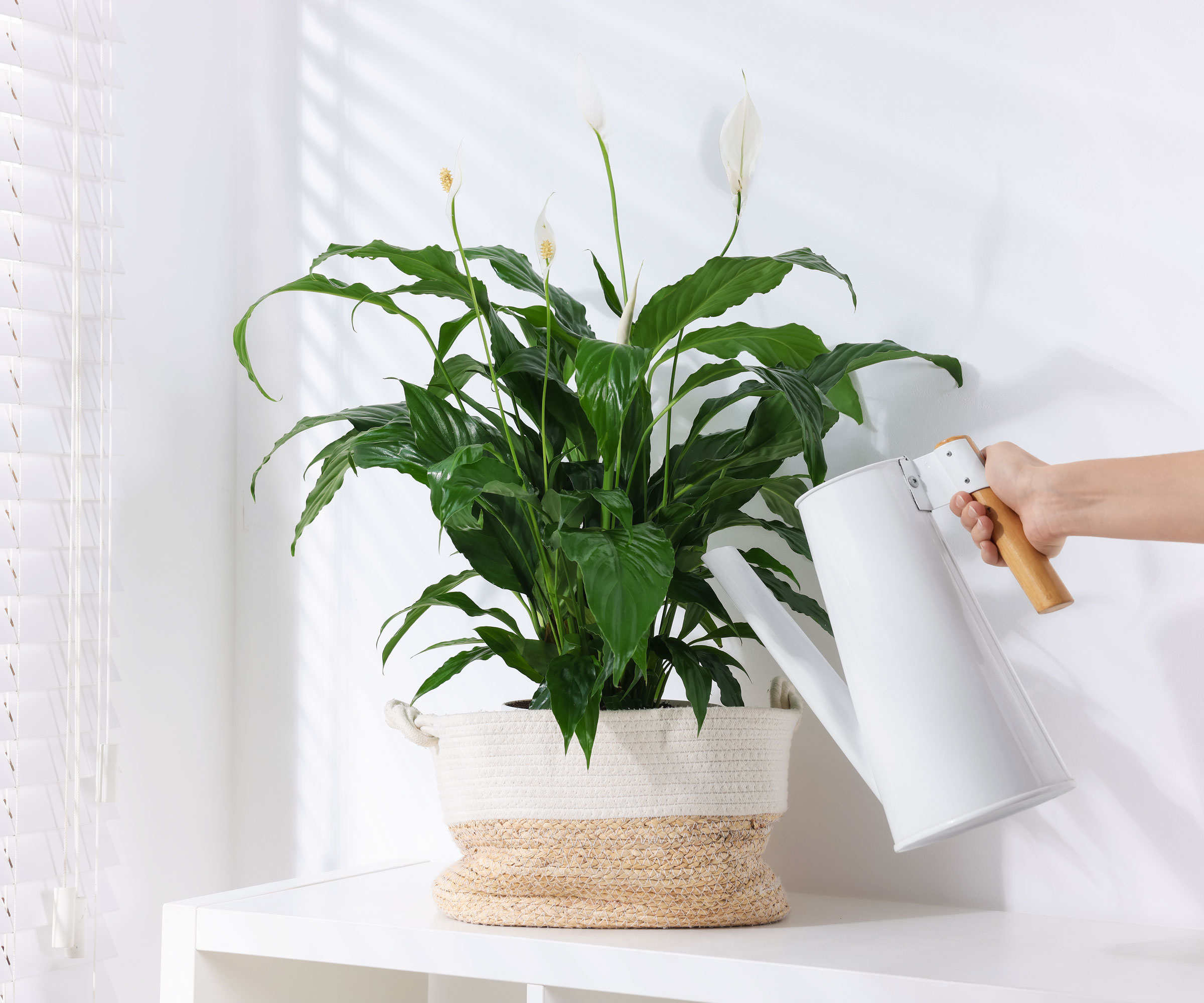 white watering can being used to water peace lily in white room