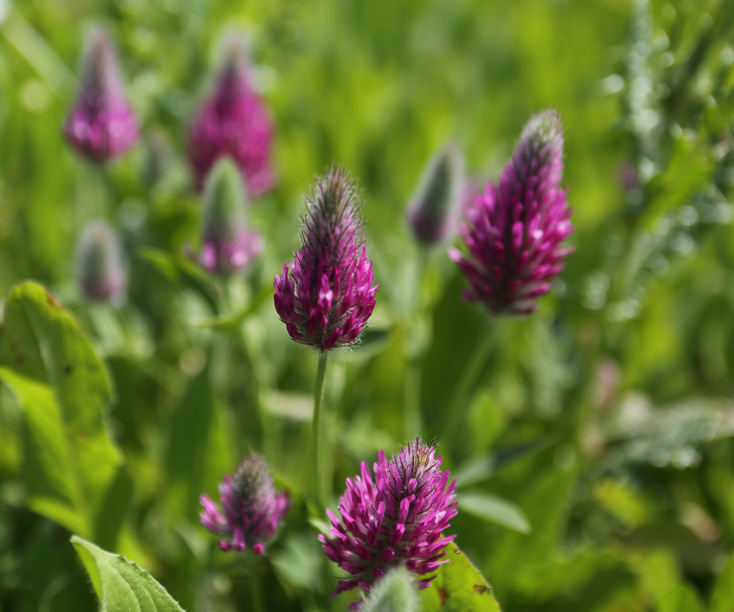 Trifolium rubens, Ruddy Clover