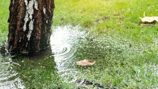 Tree and green grass lawn covered with water