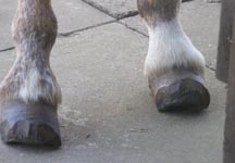 Two%20donkeys%20with%20feet%20trimmed%20with%20a%20chisel.%20Photo%20copyright%20of%20The%20Donkey%20Sanctuary.JPG