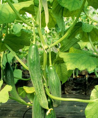 cucumbers growing hydroponically