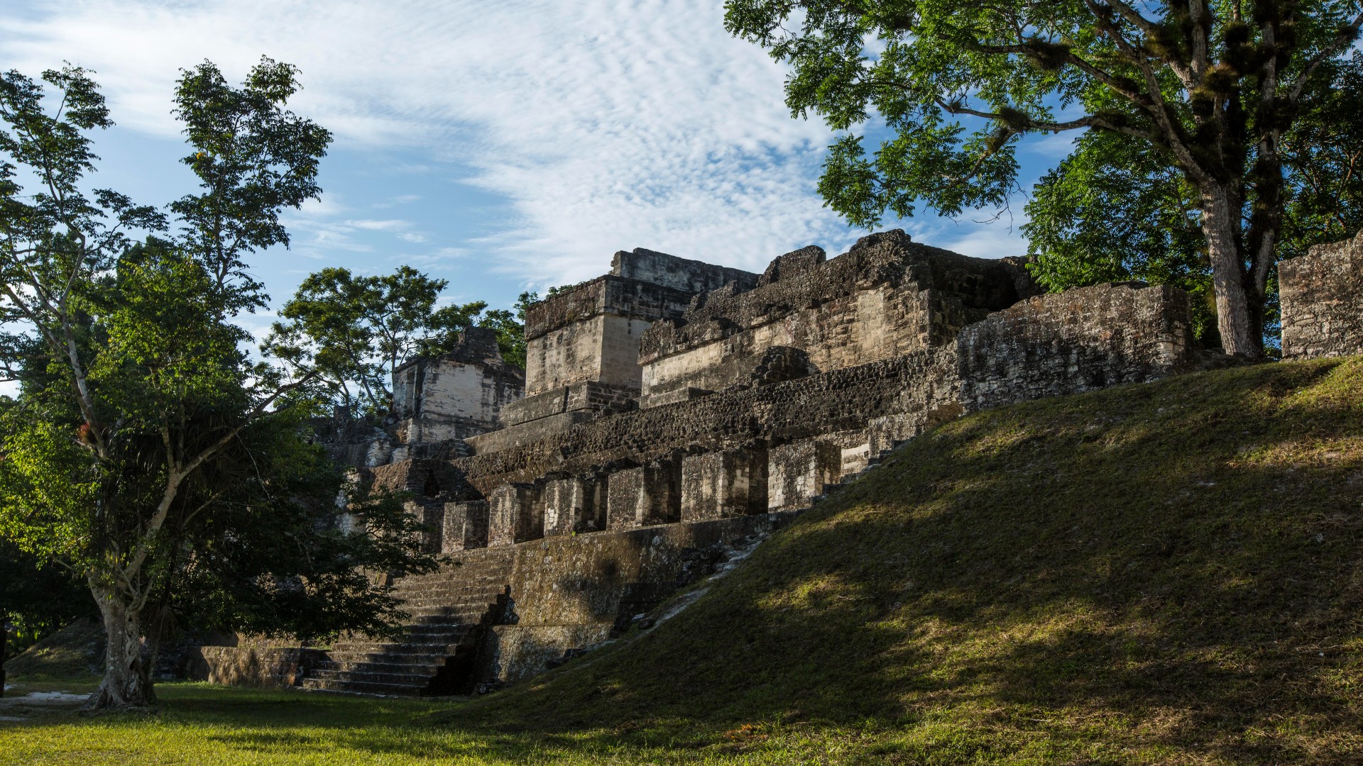 The Central Acropolis is a palace complex on the south side of the Great Plaza. It Is a large stone structure build into the side of a green hill. It has three different levels: stairs at the bottom, a row of columns in the middle, and three larger rectangular buildings at the top. There is a large tree at the bottom of the stairs and another tree in the middle of a wall on the middle level.